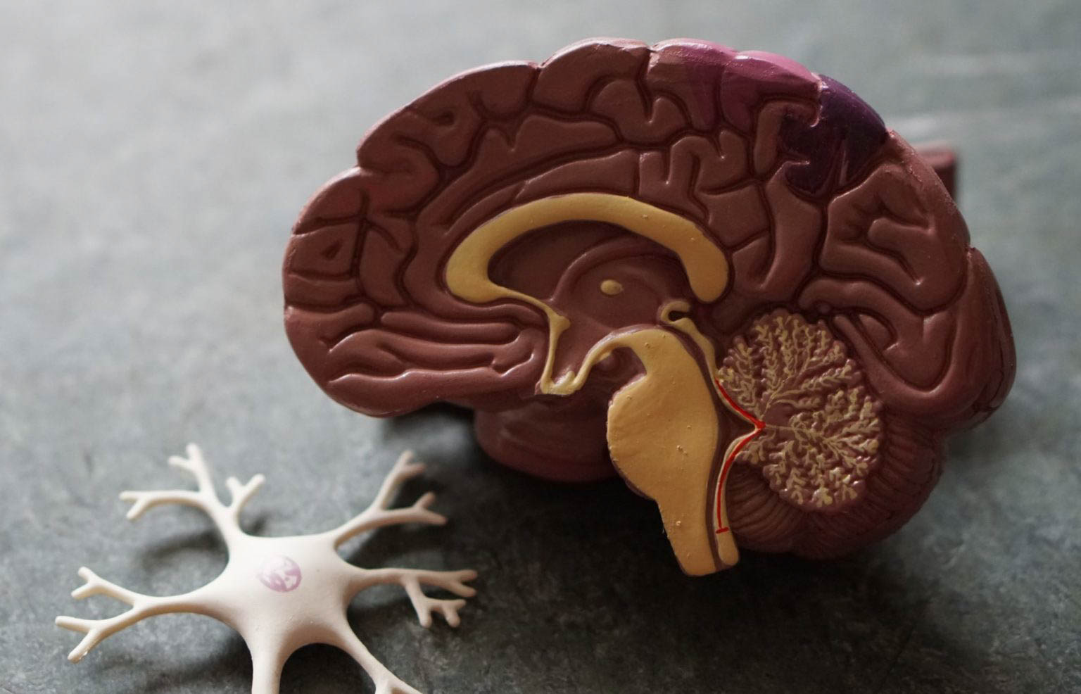 The Gut-Brain Connection | The Balanced Practice Inc | Ottawa, ON